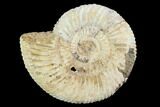 Perisphinctes Ammonite - Jurassic #100290-1